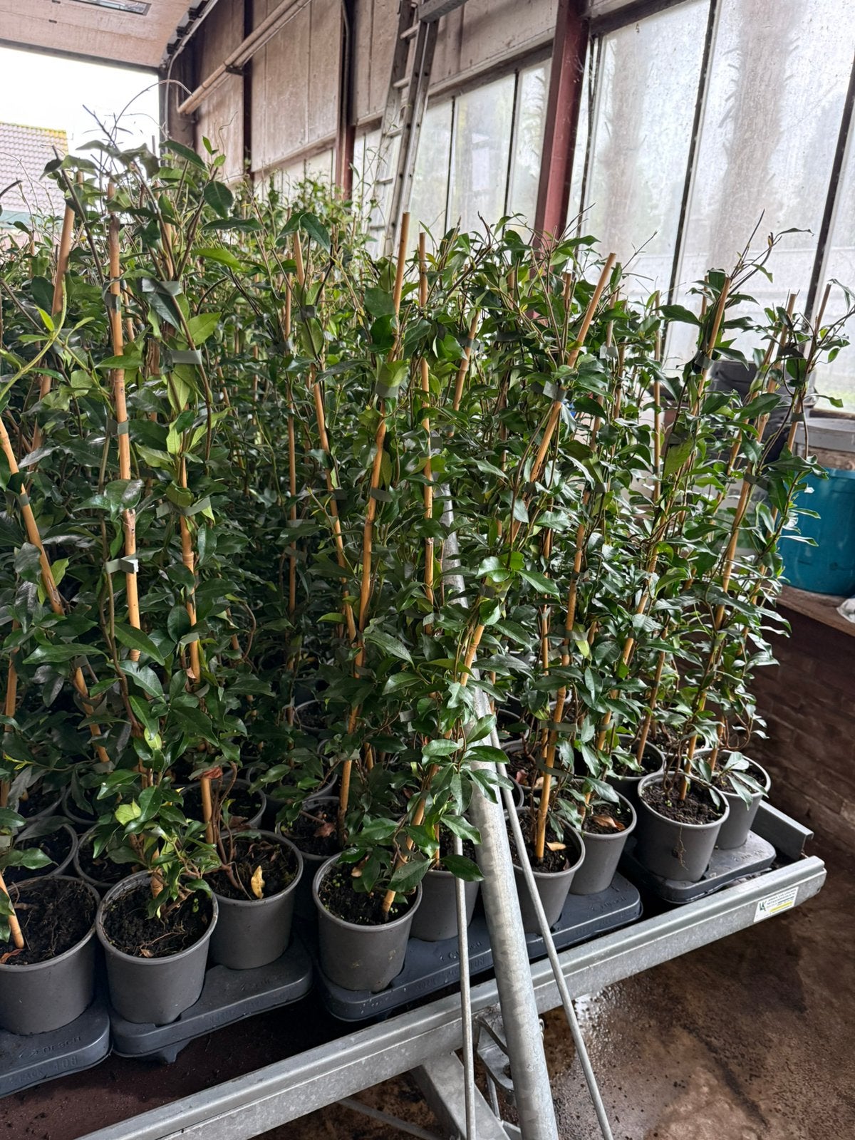 Nieuw 4 soorten toscaanse jasmijn uit voorraad vanaf 7,95, Ophalen, Volle zon, Vaste plant, Klimplanten