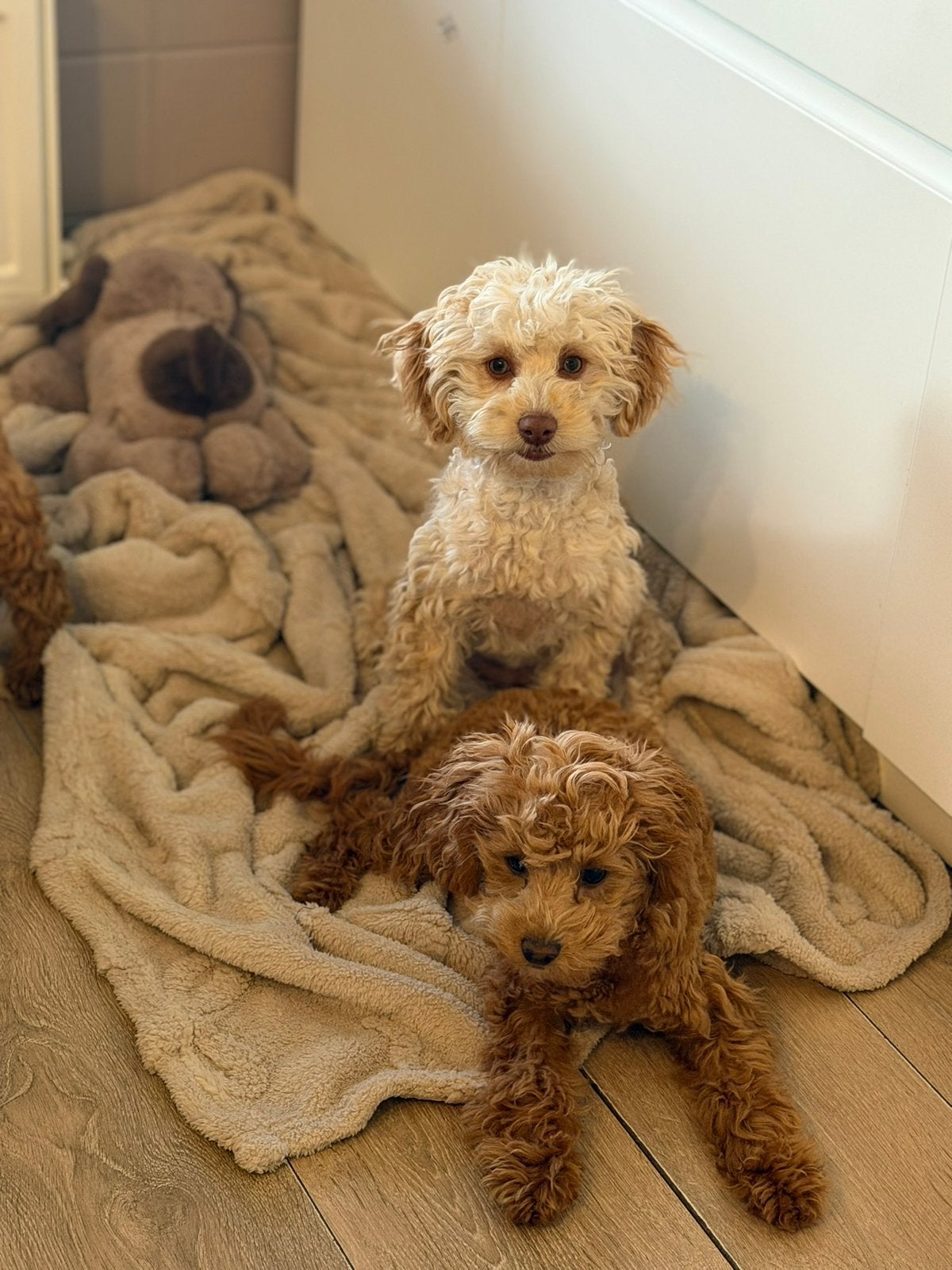 Toy poedel teefjes abrikoos en blond, Dieren en Toebehoren, Honden | Chihuahua's en Gezelschapshonden, Poedel, Parvo, Nederland