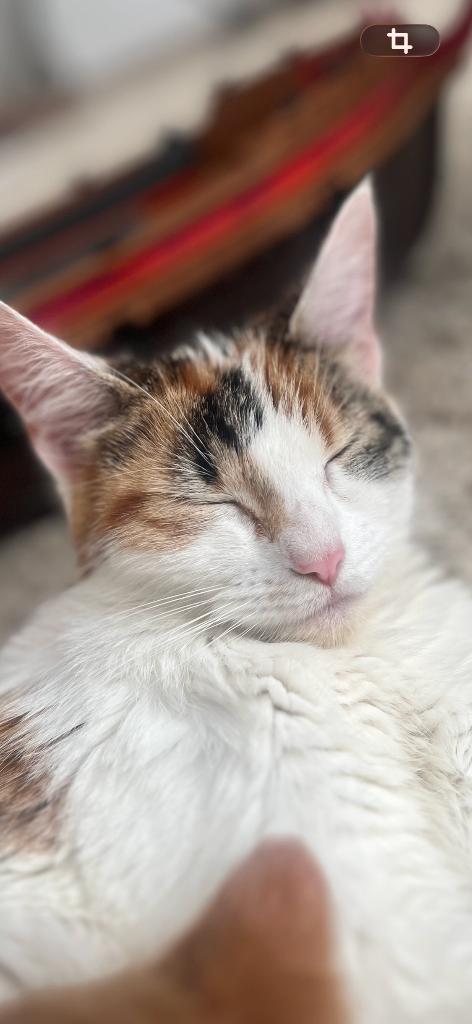 lieve halve mainecoon poes 1,5 jaar, Poes, Gechipt, 0 tot 2 jaar