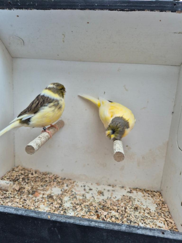 Glosters, Dieren en Toebehoren, Meerdere dieren