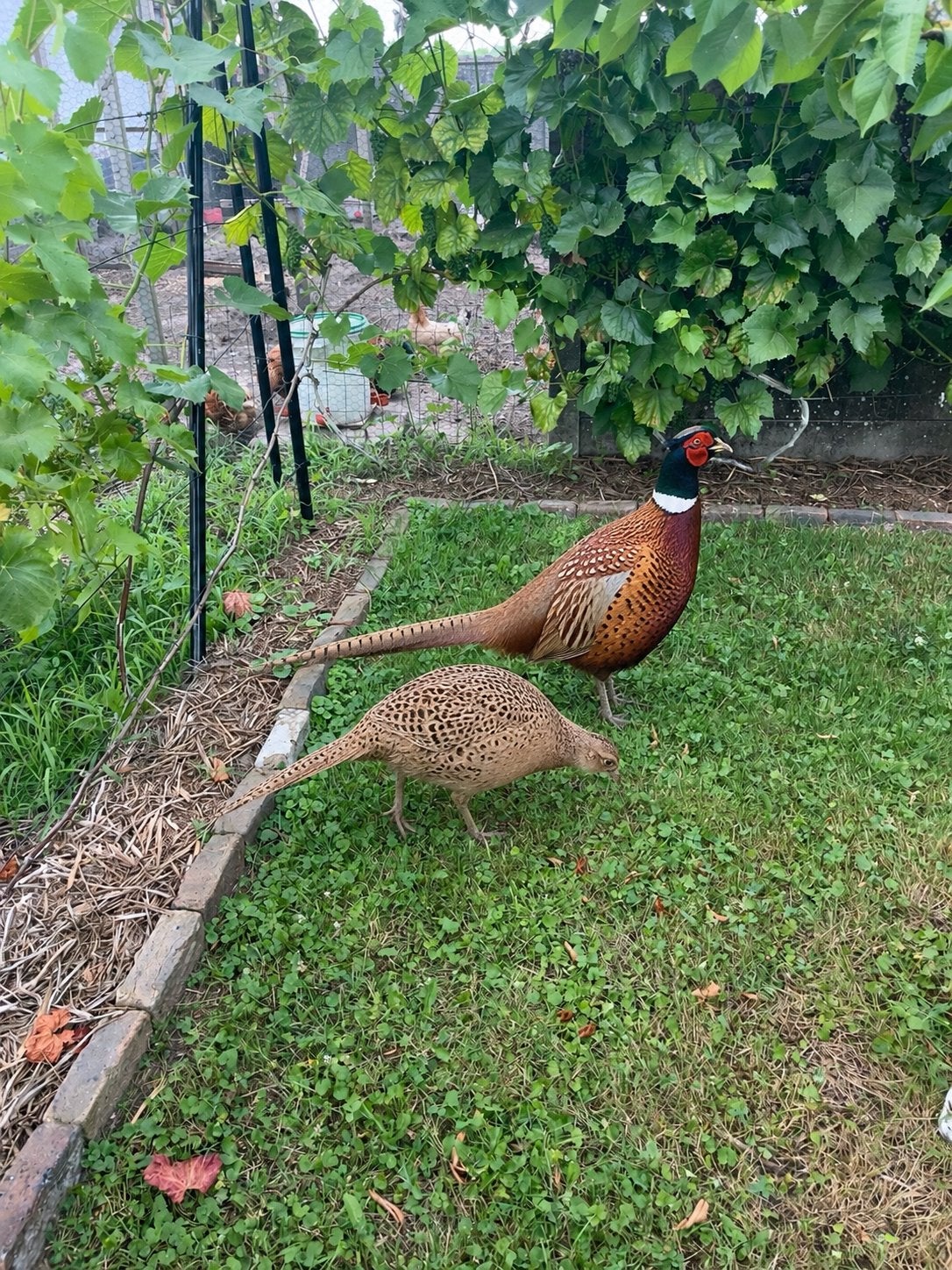 Fazanten koppel, Dieren en Toebehoren, Pluimvee, Meerdere dieren, Kip