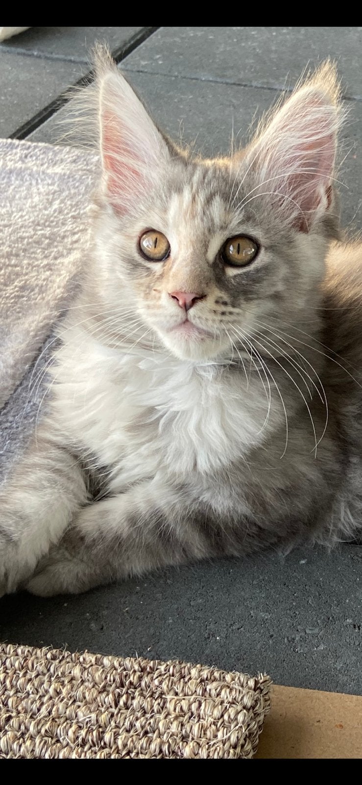 Nog 1 Maine coon kitten met stamboom, mag verhuizen, Meerdere dieren, Met stamboom, 0 tot 2 jaar
