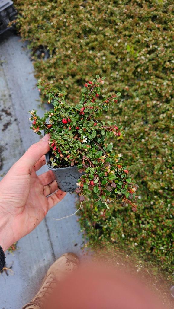 Restpartij 500x Cotoneaster Streibs Findling - dwergmispel, Tuin en Terras, Ophalen of Verzenden, Vaste plant, Bodembedekkers