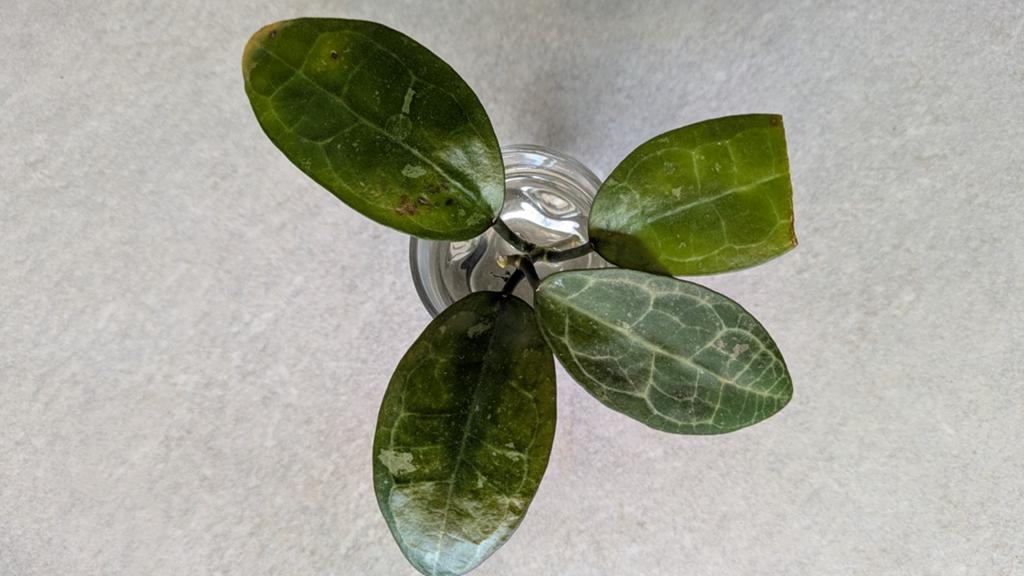 Hoya elliptica stek, Huis en Inrichting, Kamerplanten, Ophalen of Verzenden