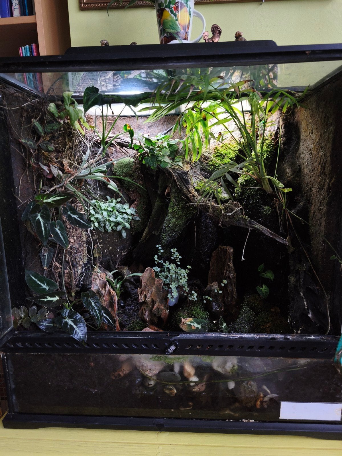 Exo Terra paludarium/terrarium 45x60x60, Dieren en Toebehoren, Reptielen en Amfibieën | Toebehoren, Ophalen, Gebruikt, Terrarium of Paludarium