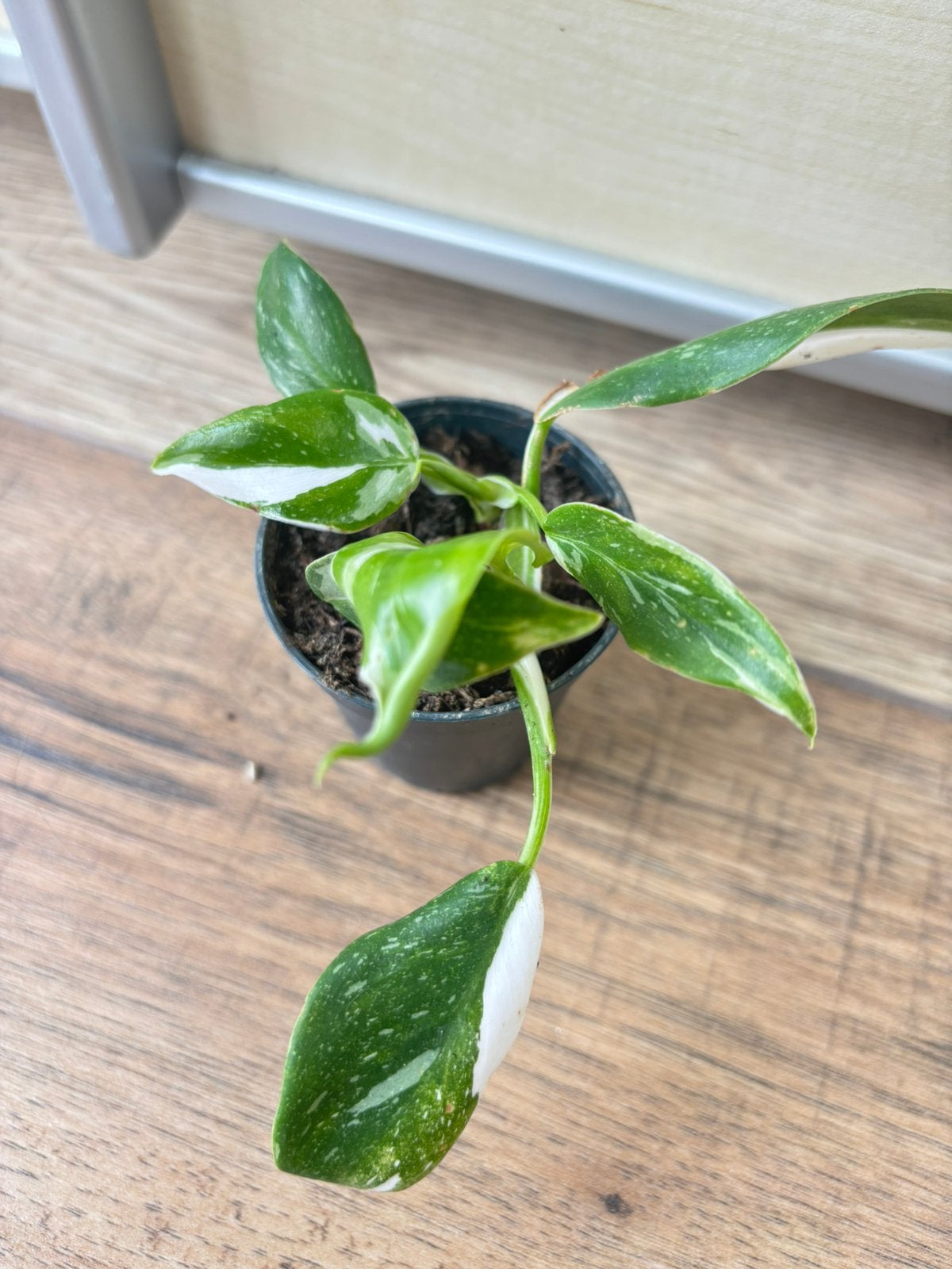 Philodendron white princess, Huis en Inrichting, Kamerplanten, Ophalen of Verzenden, Halfschaduw, Minder dan 100 cm