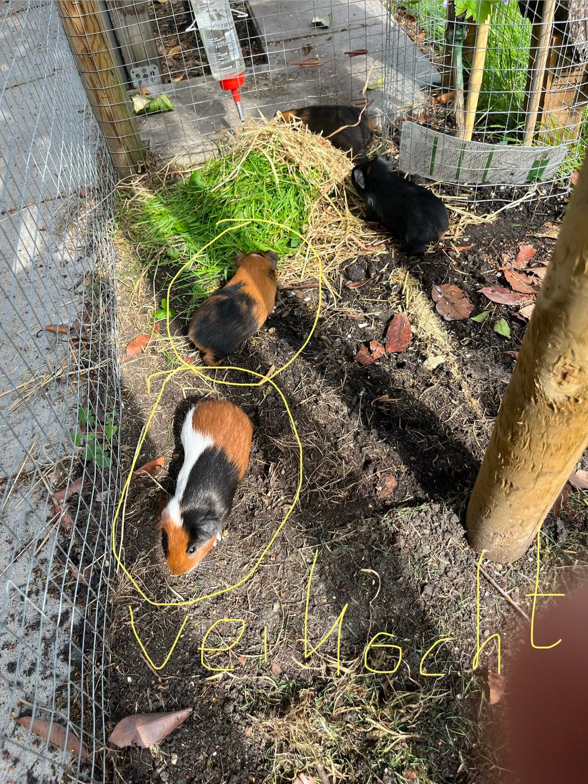 4 Cavia’s geboren op 1 mei 2026 NOG 1 CAVIA BESCHIKBAAR, Mei, Mannelijk, Cavia