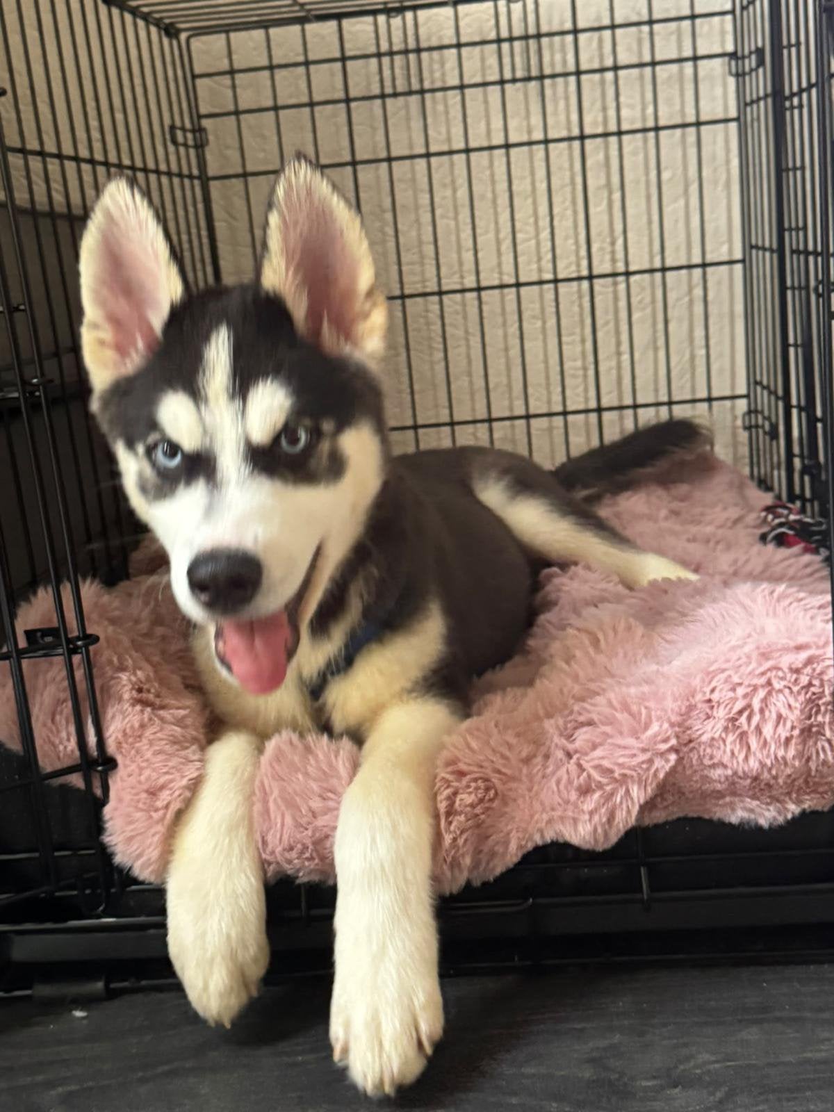 Husky reu, Dieren en Toebehoren, Reu, 8 tot 15 weken, Eén hond, CDV (hondenziekte)