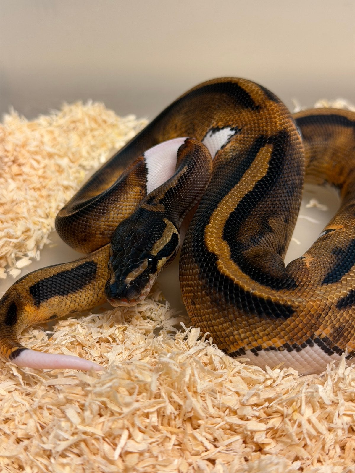 Koningspython - 0.1 PIEBALD Ball Python - female for sale from Quinten