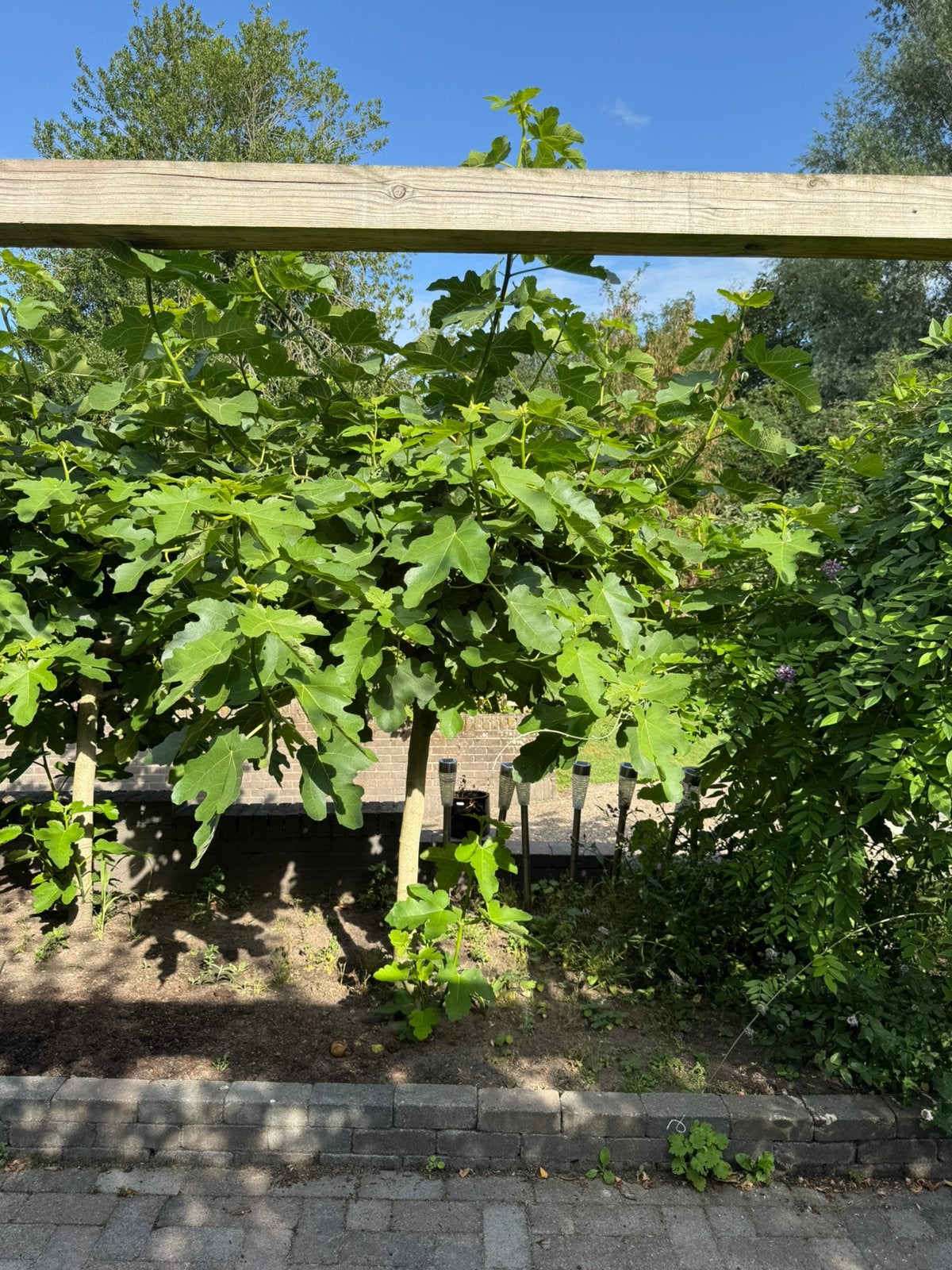 Vijgenboom - circa 2 meter hoog, Tuin en Terras, Planten | Bomen, Bloeit niet, Overige soorten, 100 tot 250 cm, Ophalen