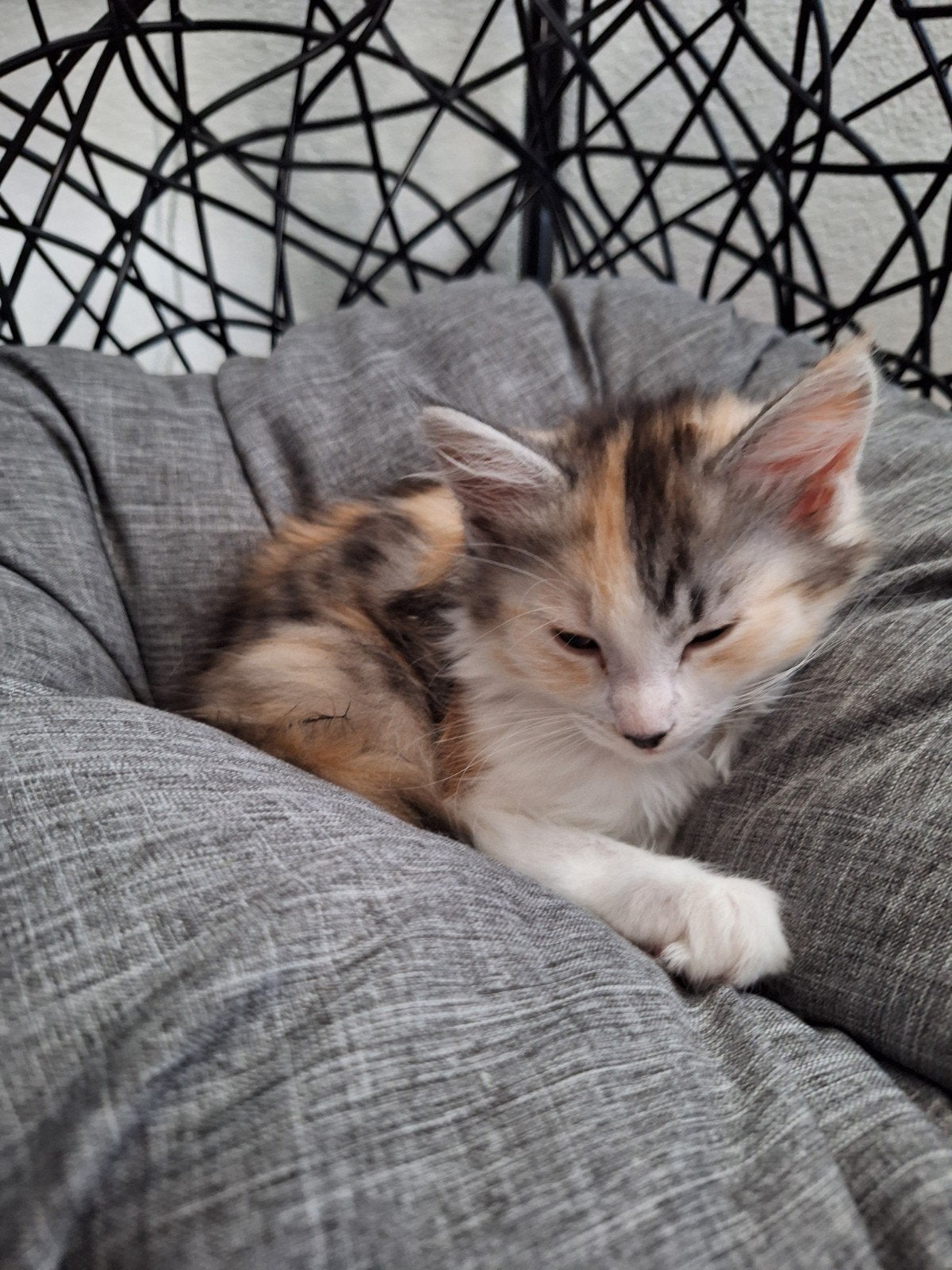 Maine Coon kitten, Dieren en Toebehoren, Katten en Kittens | Raskatten | Langhaar, Meerdere dieren, Ontwormd, 0 tot 2 jaar