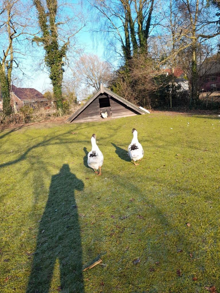 TWENSE LAND GANZEN, Dieren en Toebehoren, Pluimvee, Meerdere dieren, Gans of Zwaan