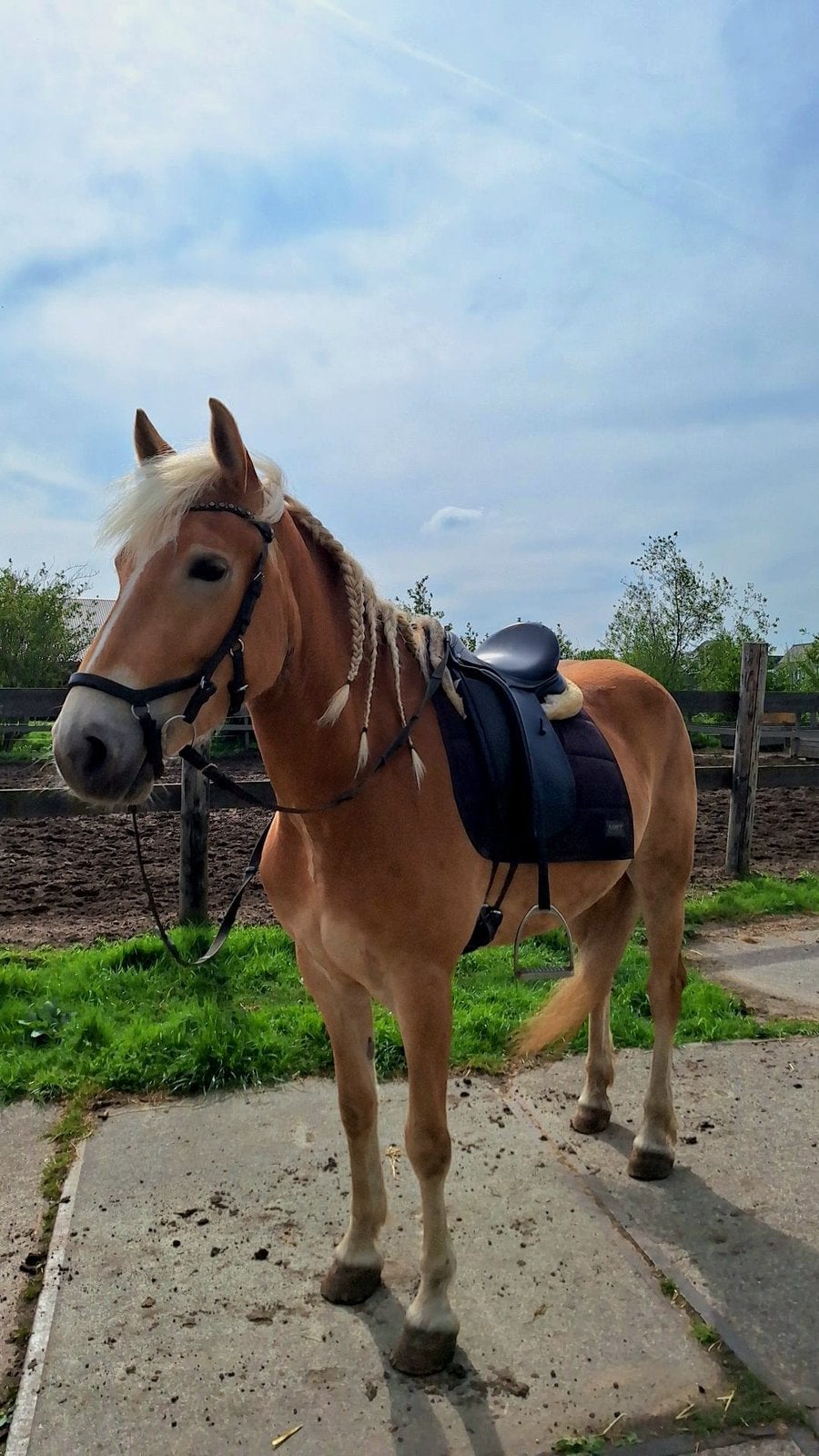 Haflinger met potentie te koop, Dieren en Toebehoren, Merrie, Dressuurpaard, 3 tot 6 jaar