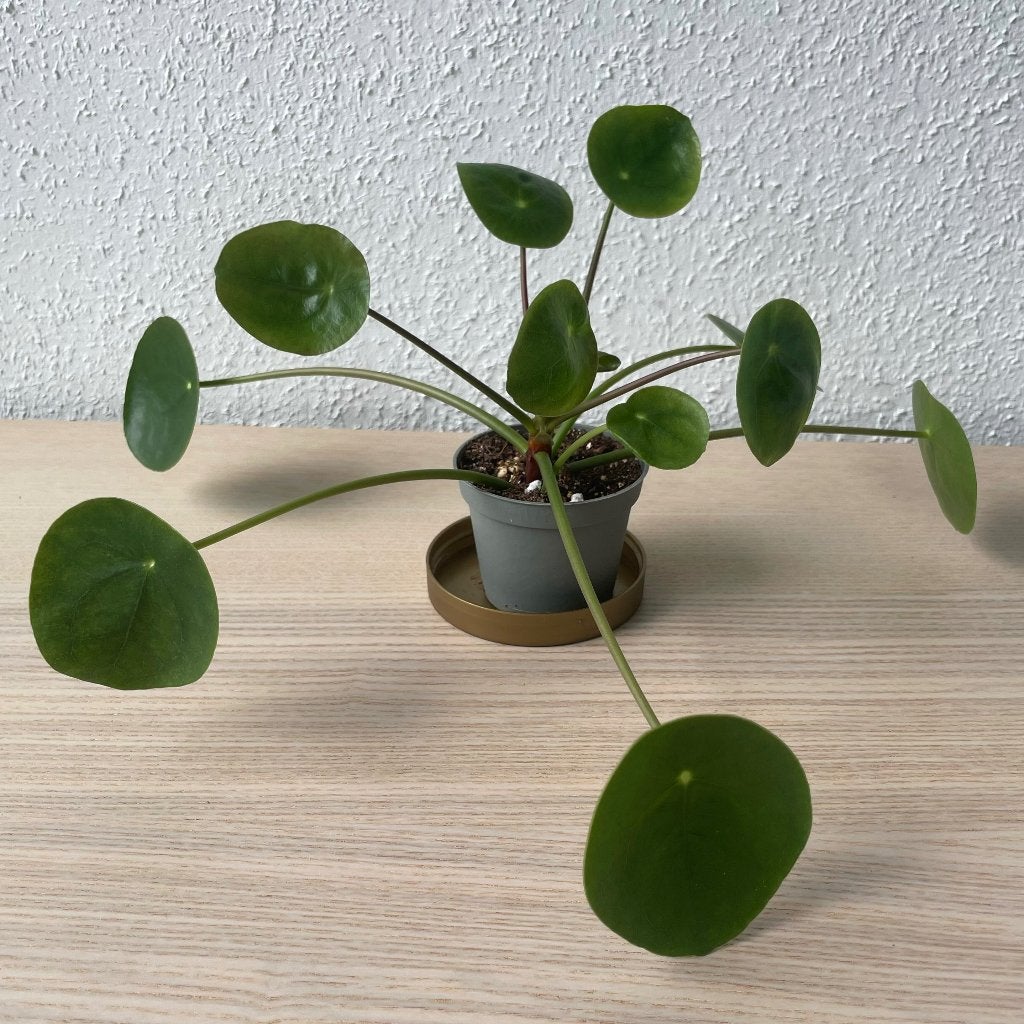 Pilea ‘Mojito’ stekje, Ophalen, Overige soorten, Halfschaduw, In pot