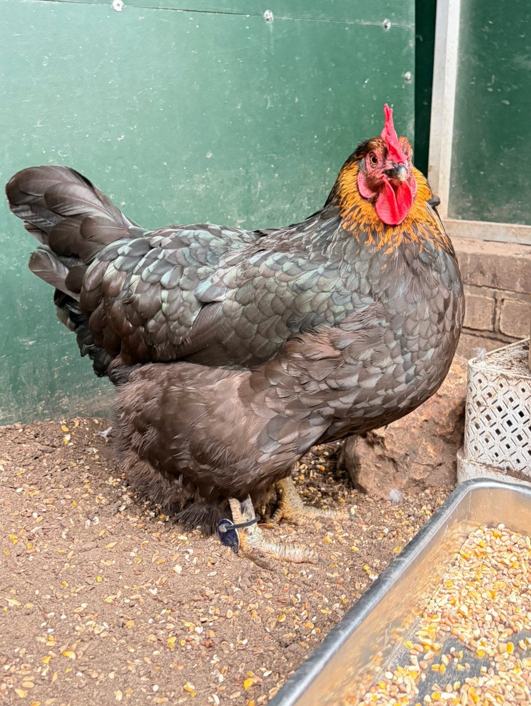 Gerda, mooie marans hen, Dieren en Toebehoren, Vrouwelijk, Kip