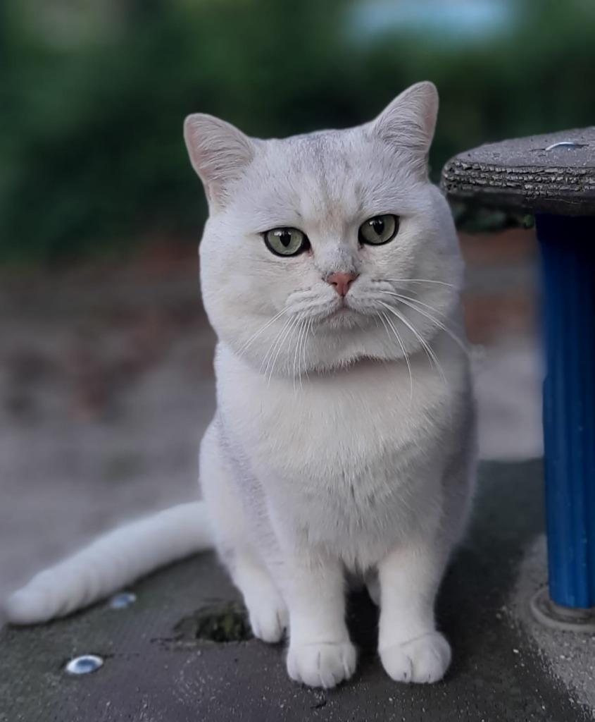Beste dekkater - Mr. Darcy, 3 tot 5 jaar
