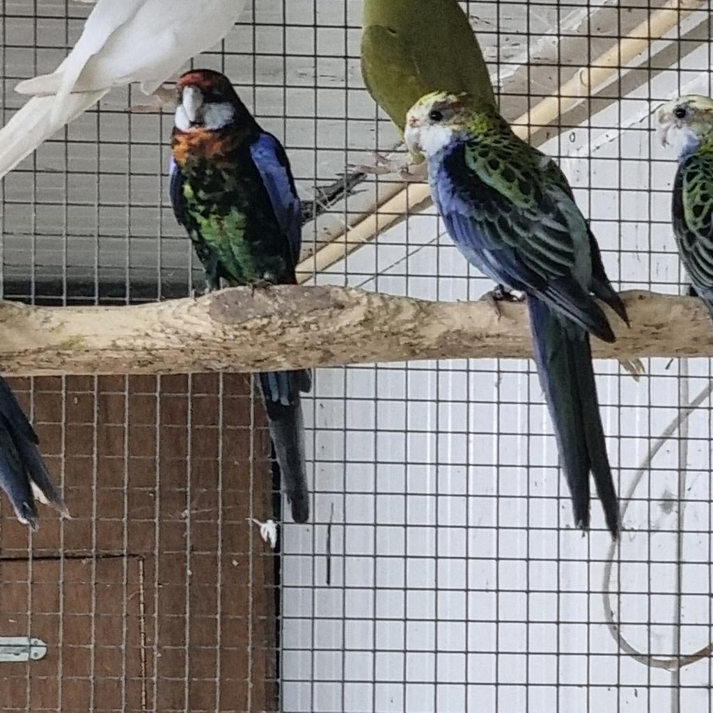 Te koop Bleekkop en een Bergparkiet man split lutino., Mannelijk, Parkiet, Geringd