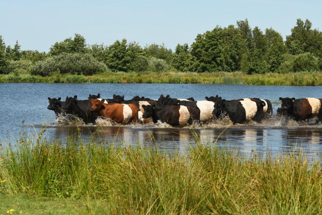 100% Belted Galloway Runderen, Stieren, Dieren en Toebehoren, Runderen, Meerdere dieren