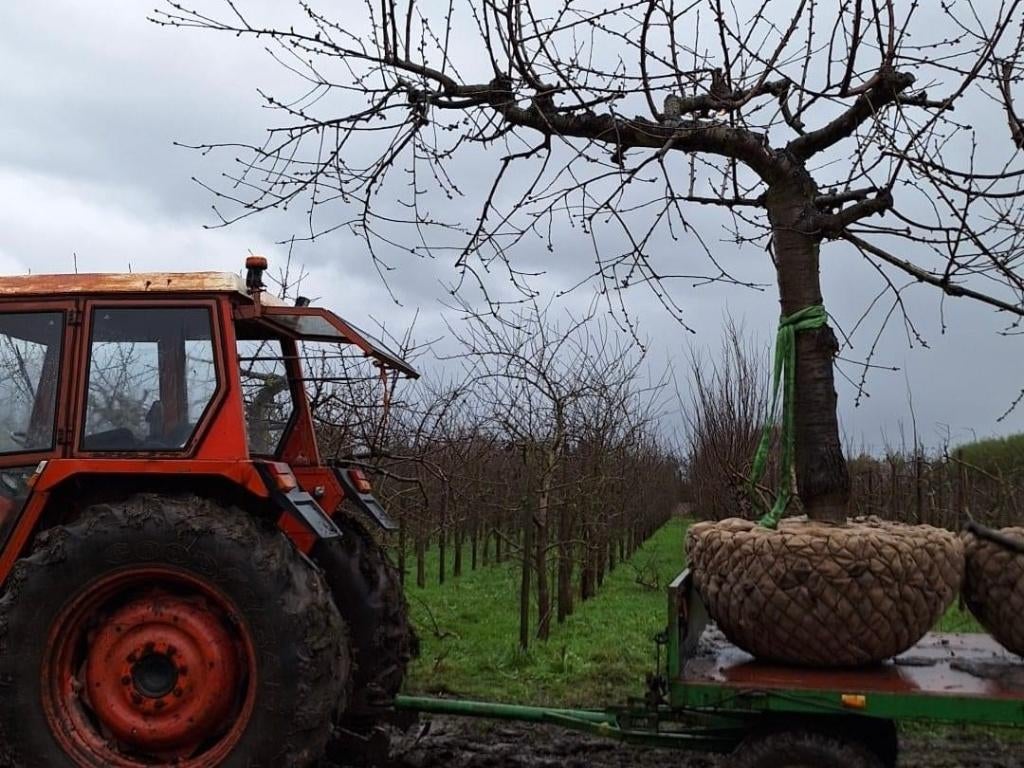 Leivorm Kersenbomen 35 jaar, div rassen, Tuin en Terras, Planten | Fruitbomen, Ophalen, 250 tot 400 cm, Kersenboom, Lente