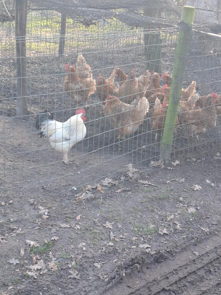 Broedeieren boerderijkippen, Dieren en Toebehoren, Pluimvee, Geslacht onbekend, Kip