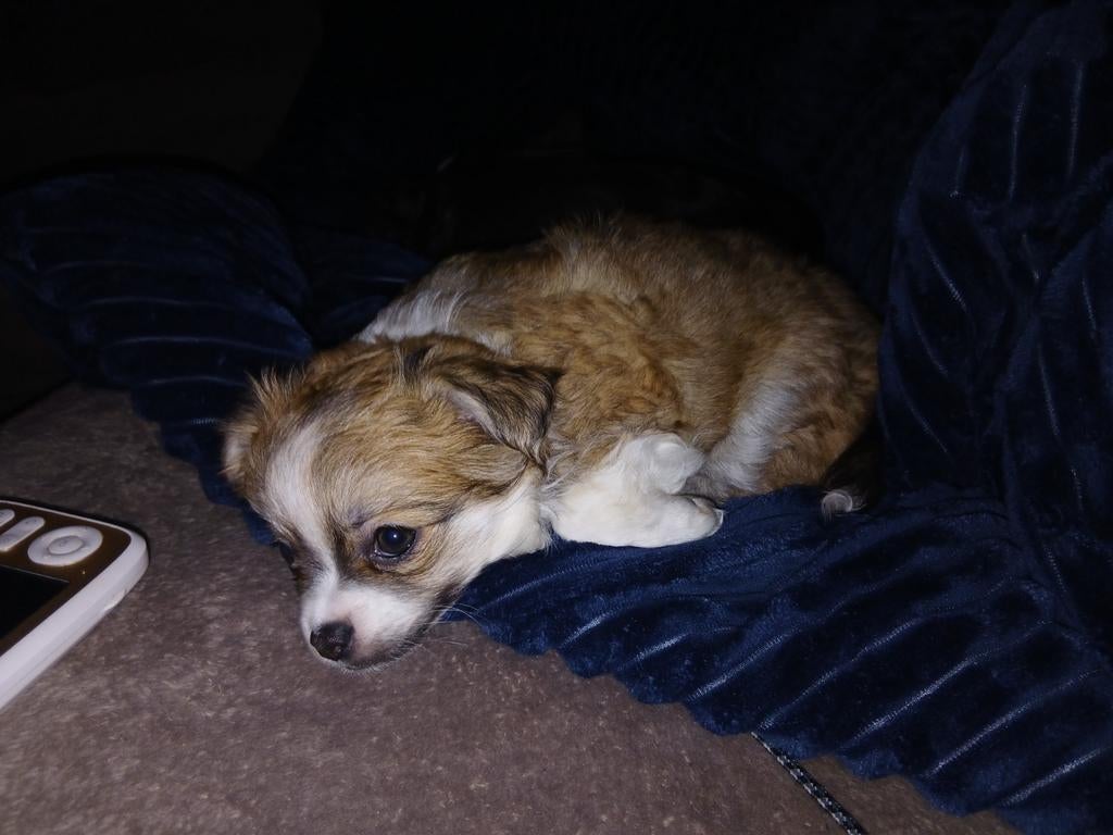 Pomchi teefje 7 weken, Overige rassen, Teef, Eén hond, Nederland