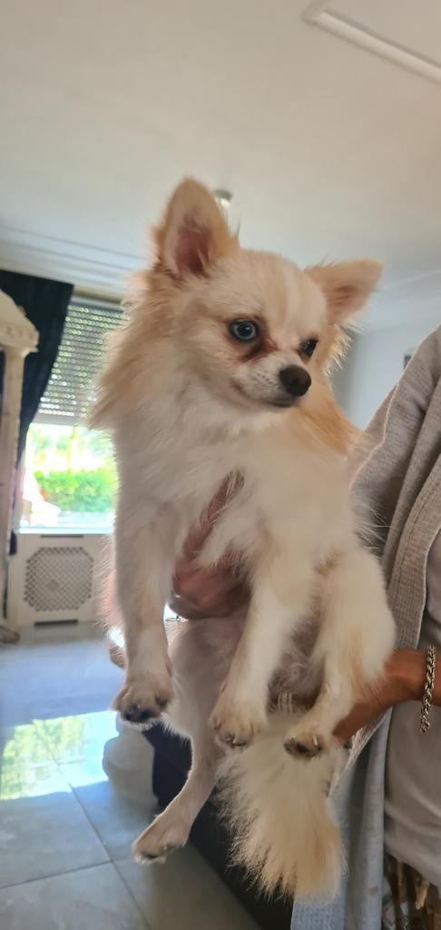 Dekreu pomchi, Dieren en Toebehoren, 1 tot 2 jaar, Parvo, Eén hond, Nederland