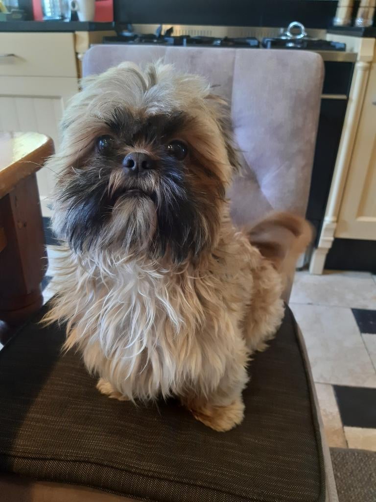 Dekreu shih tzu geröntgend 6 kg, Reu, Eén hond, CDV (hondenziekte), 3 tot 5 jaar
