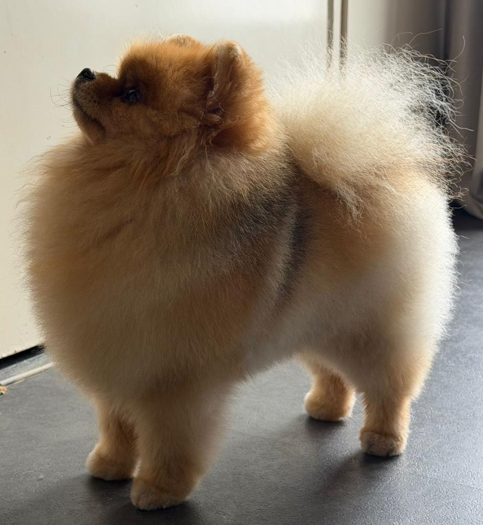 dekreu pomeriaan met fci stamboom ( NIET TE KOOP ), Dieren en Toebehoren, Honden | Poolhonden, Keeshonden en Oertypen, Reu, Keeshond