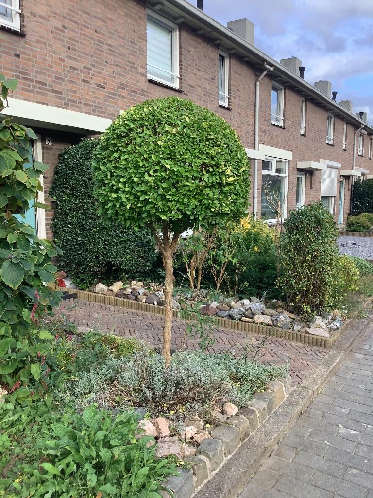 Bonte bolliguster, Ophalen, Overige soorten, Volle zon