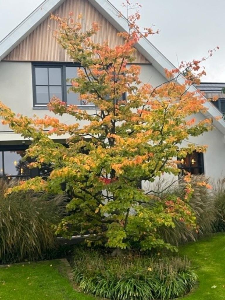 Parrotia persica, meerstammig, 140-150 cm NU € 44,50, Ophalen, Winter, Halfschaduw, Overige soorten