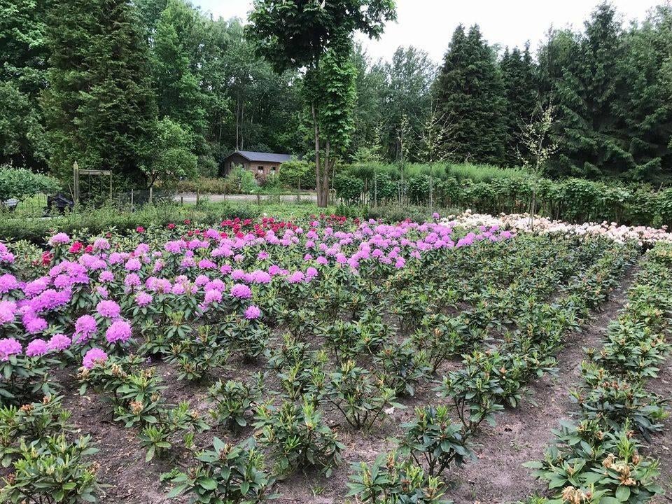vrijwilliger op Landgoed De Hofboom, Ophalen, Overige soorten, Haag, Minder dan 100 cm