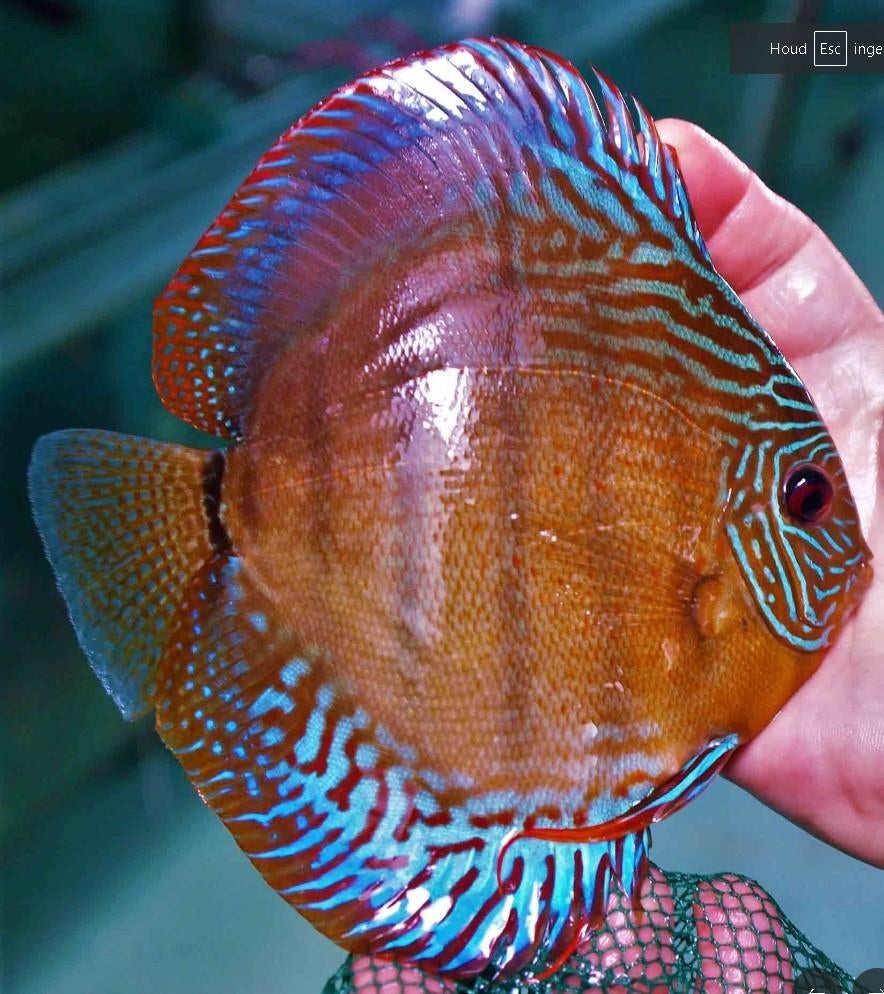 Discus Emperor Cooper ca 8 cm - siner - Koidream Valburg, Dieren en Toebehoren, Vissen | Aquariumvissen, Vis, Zoetwatervis