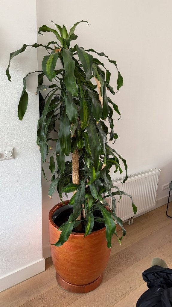 Kamerplant inclusief pot en rijplateau, Ophalen, In pot, Halfschaduw, 200 cm of meer