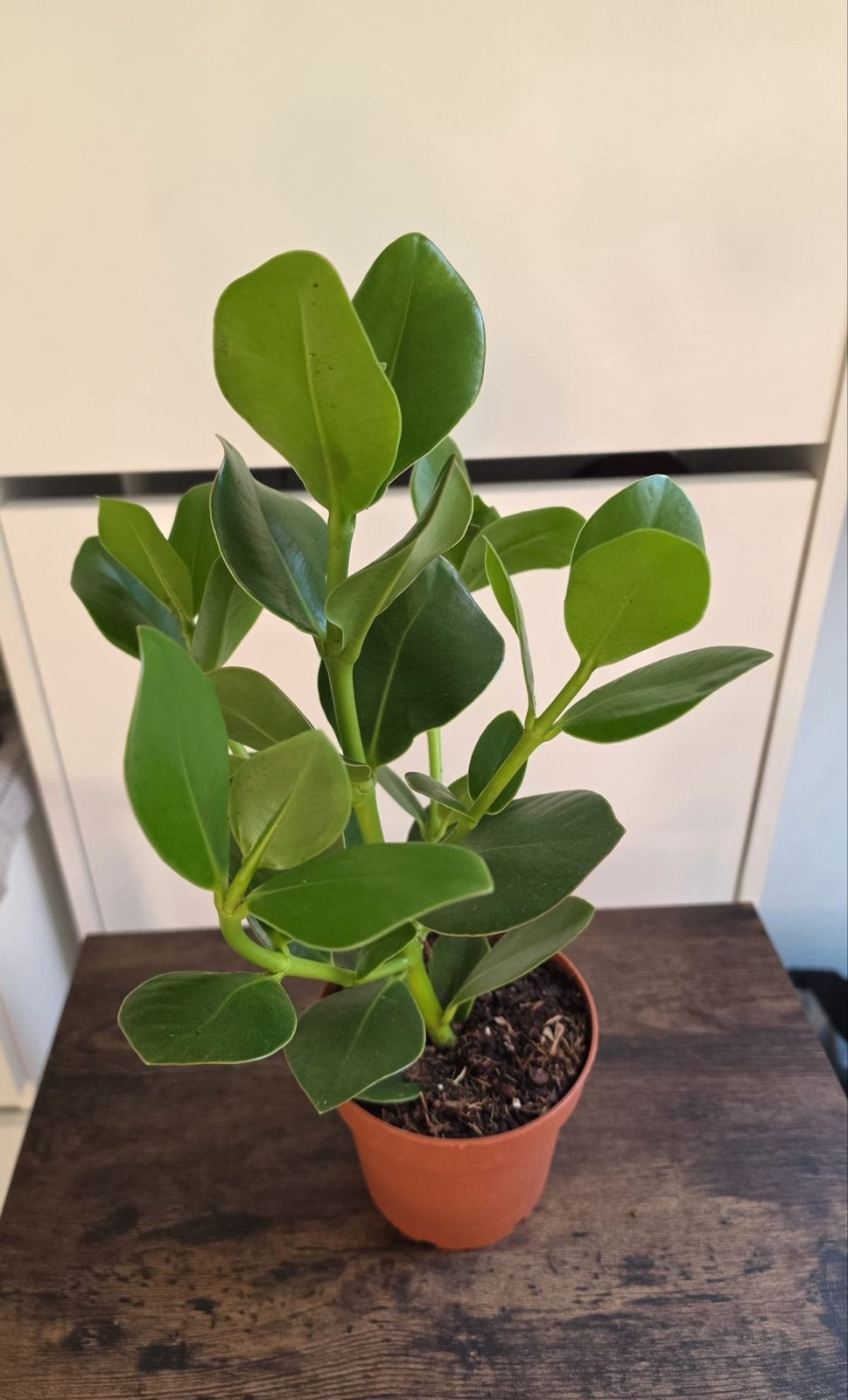 Clusia rosea 'Princess' - kamerplant, Vaste plant, Bloeit niet, Halfschaduw, Ophalen