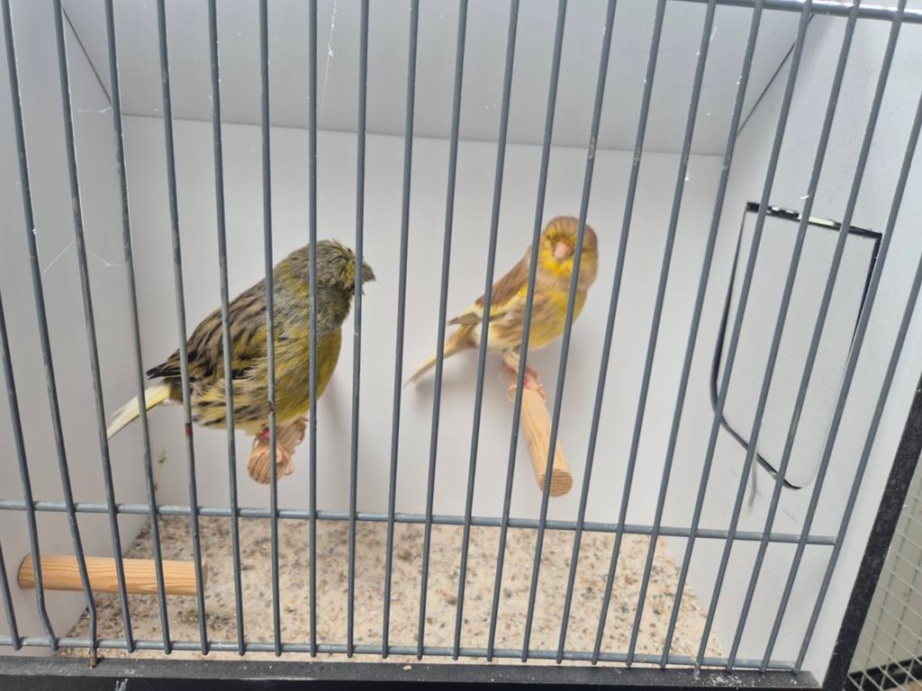 Gloster kanaries, Meerdere dieren, Kleurkanarie