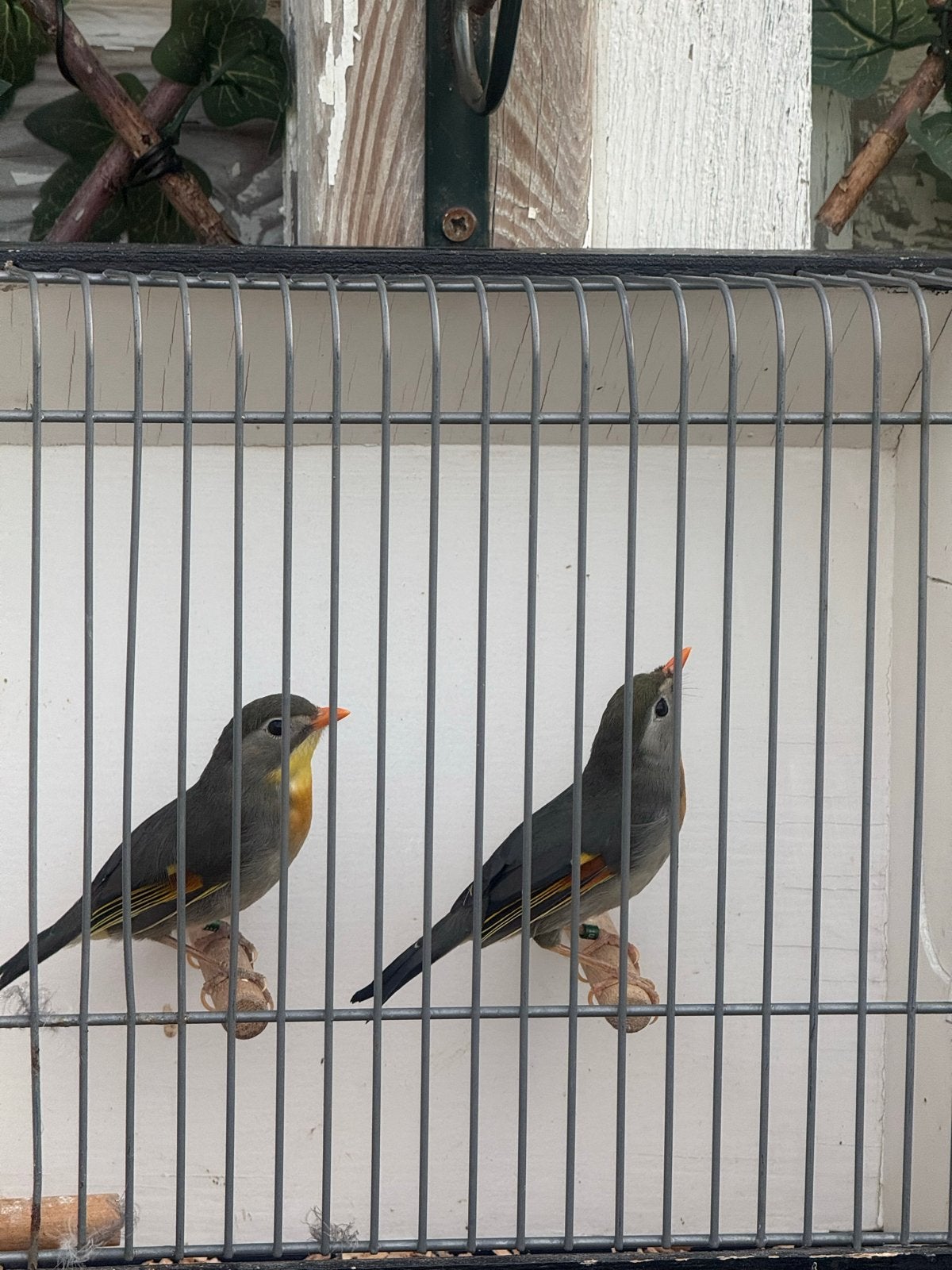 Japanse nachtegaal 26, Dieren en Toebehoren, Mannelijk, Tropenvogel, Geringd
