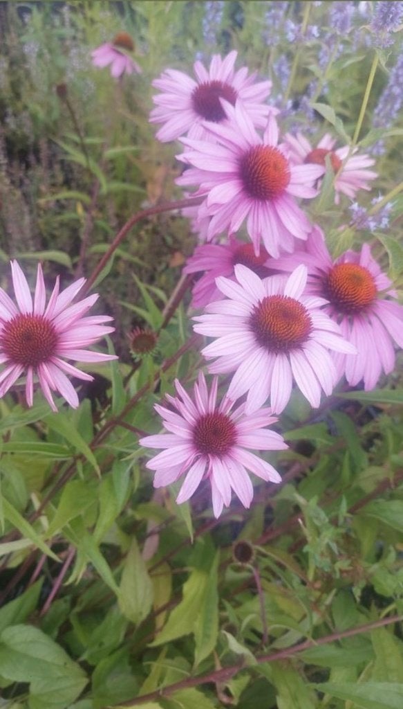 Echinacea purpurea magnus (zonnehoed), Volle zon, Vaste plant, Zomer, Ophalen