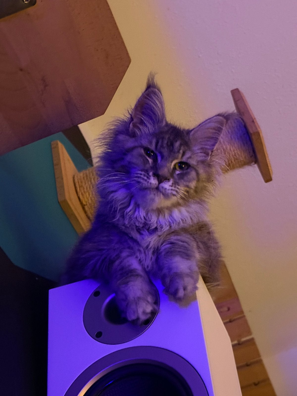 Maine Coon Kitten met Stamboom, Meerdere dieren, Met stamboom, 0 tot 2 jaar