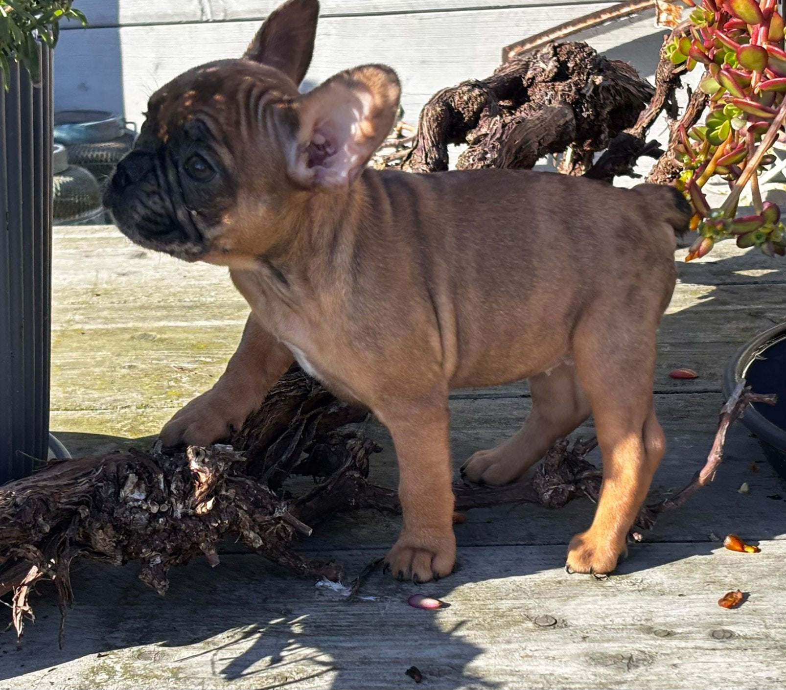 Franse Bulldog pups, Dieren en Toebehoren, CDV (hondenziekte), 8 tot 15 weken, Bulldog, Meerdere