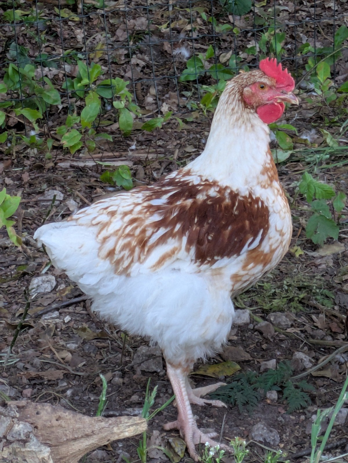 2 kippen en 1 haan, Dieren en Toebehoren, Pluimvee, Kip, Mannelijk