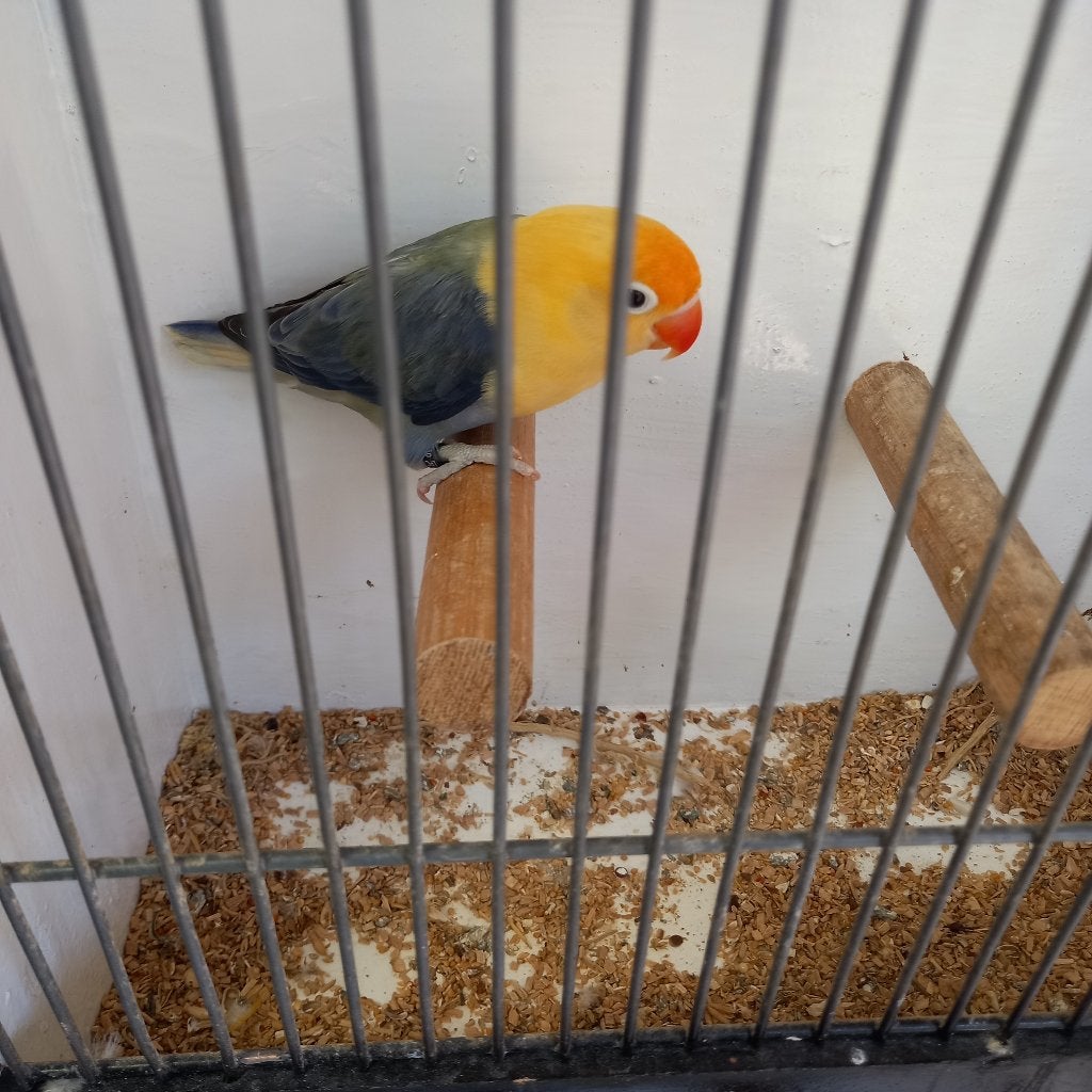 Fischeri, Geslacht onbekend, Dwergpapegaai of Agapornis, Geringd