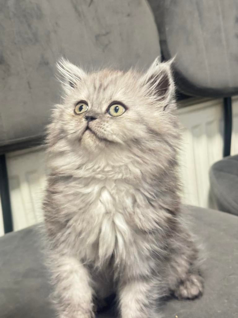 Lange haar katten mix Himalaya & Perzische, Dieren en Toebehoren, Katten en Kittens | Raskatten | Langhaar, Poes, Ontwormd