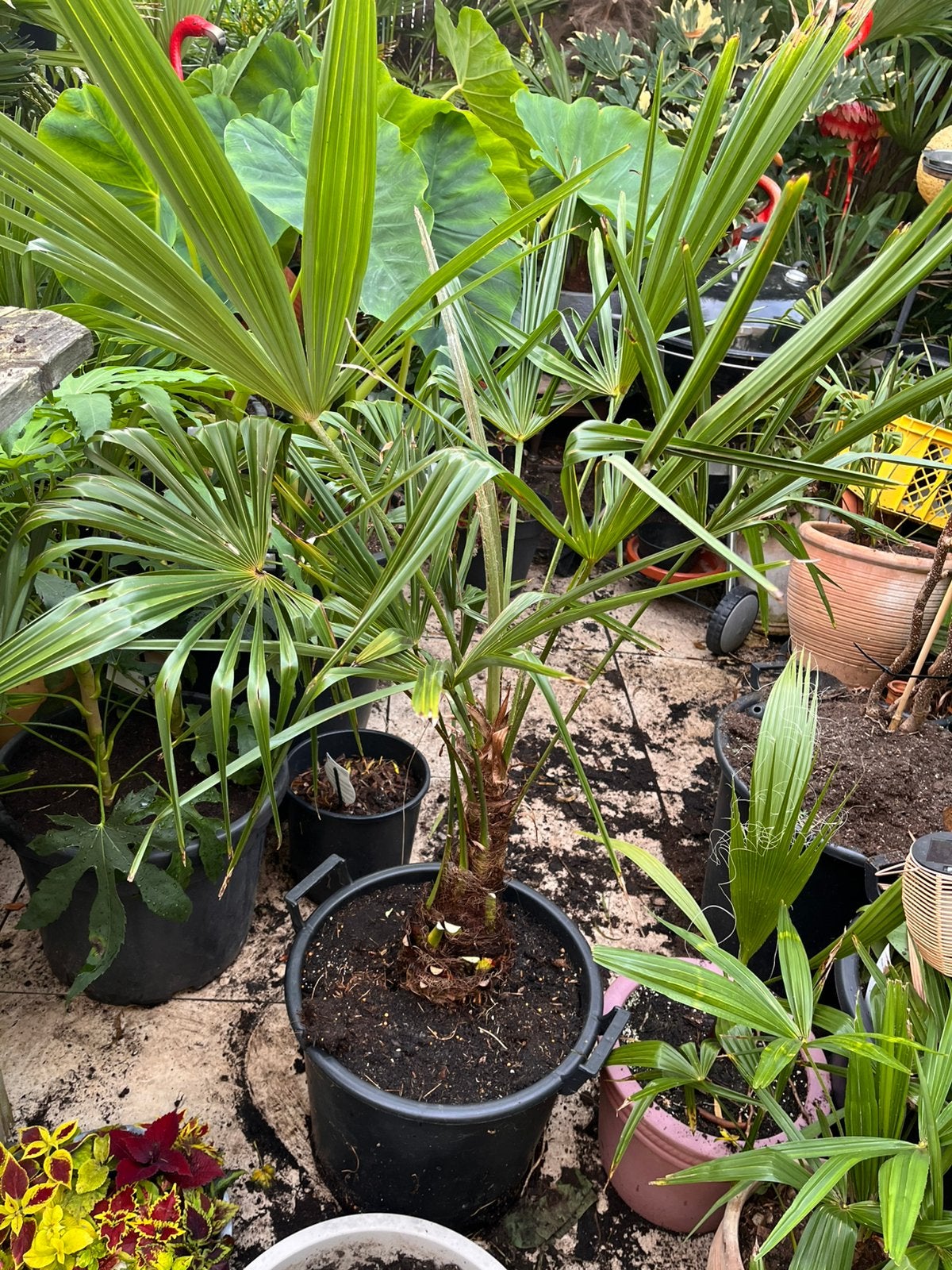 Trachycarpus Fortunei “kneusje”, Ophalen, Overige soorten, Volle zon