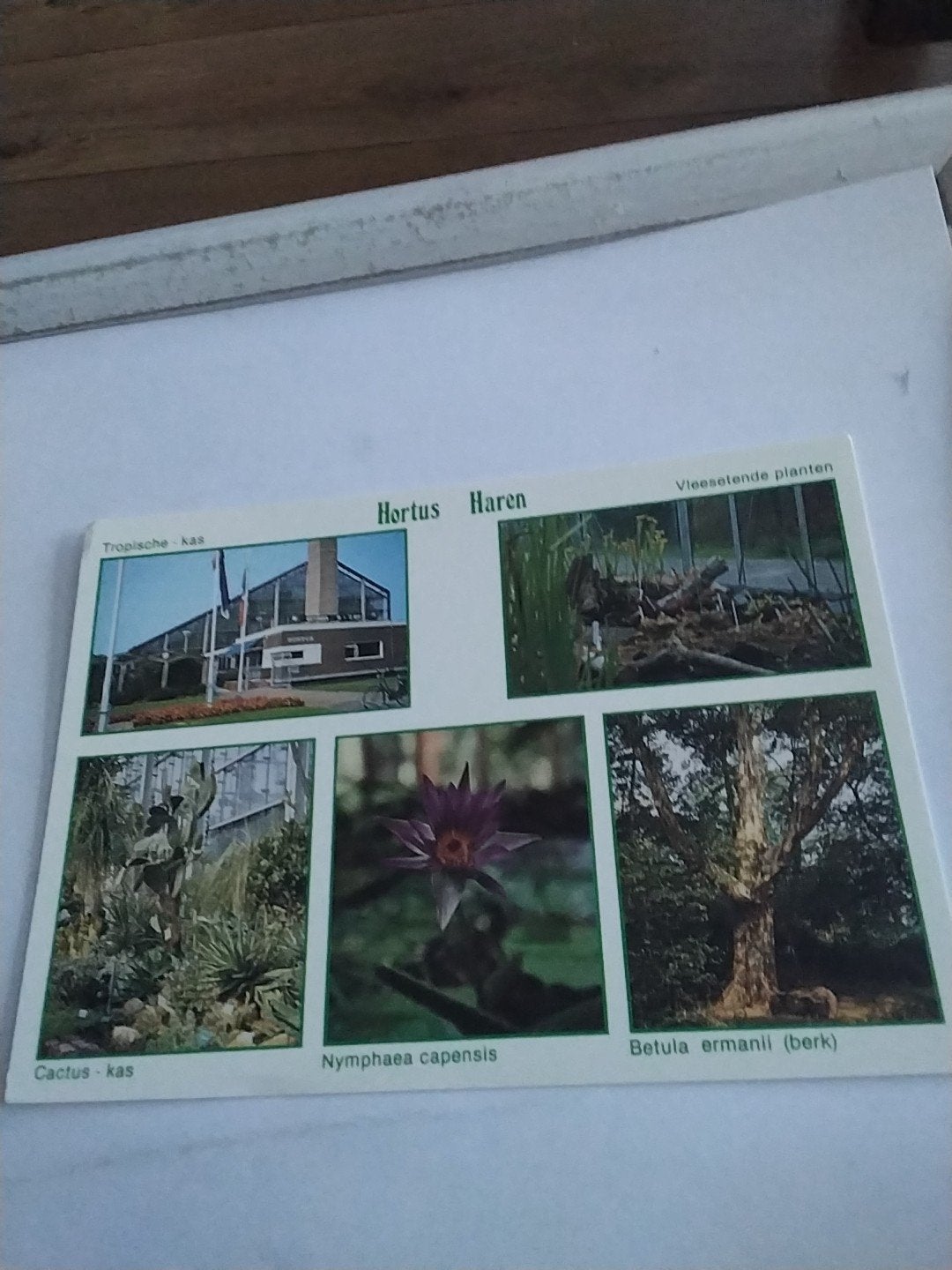 Ansichtkaart Hortus Haren - Tropische kas, Cactus-kas,, Ophalen of Verzenden, 1980 tot heden, Ongelopen, Groningen