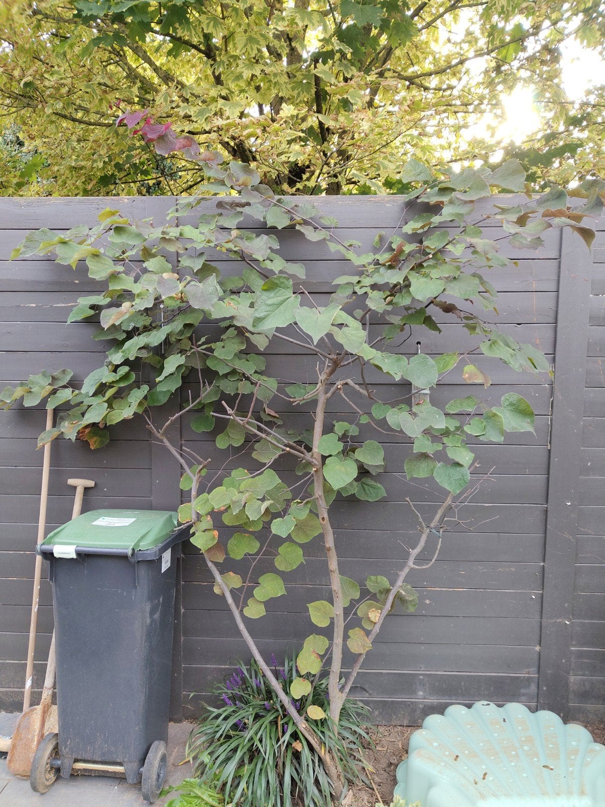 Cercis canadensis amerikaanse judas boom, Vaste plant, Halfschaduw, Zomer, Ophalen