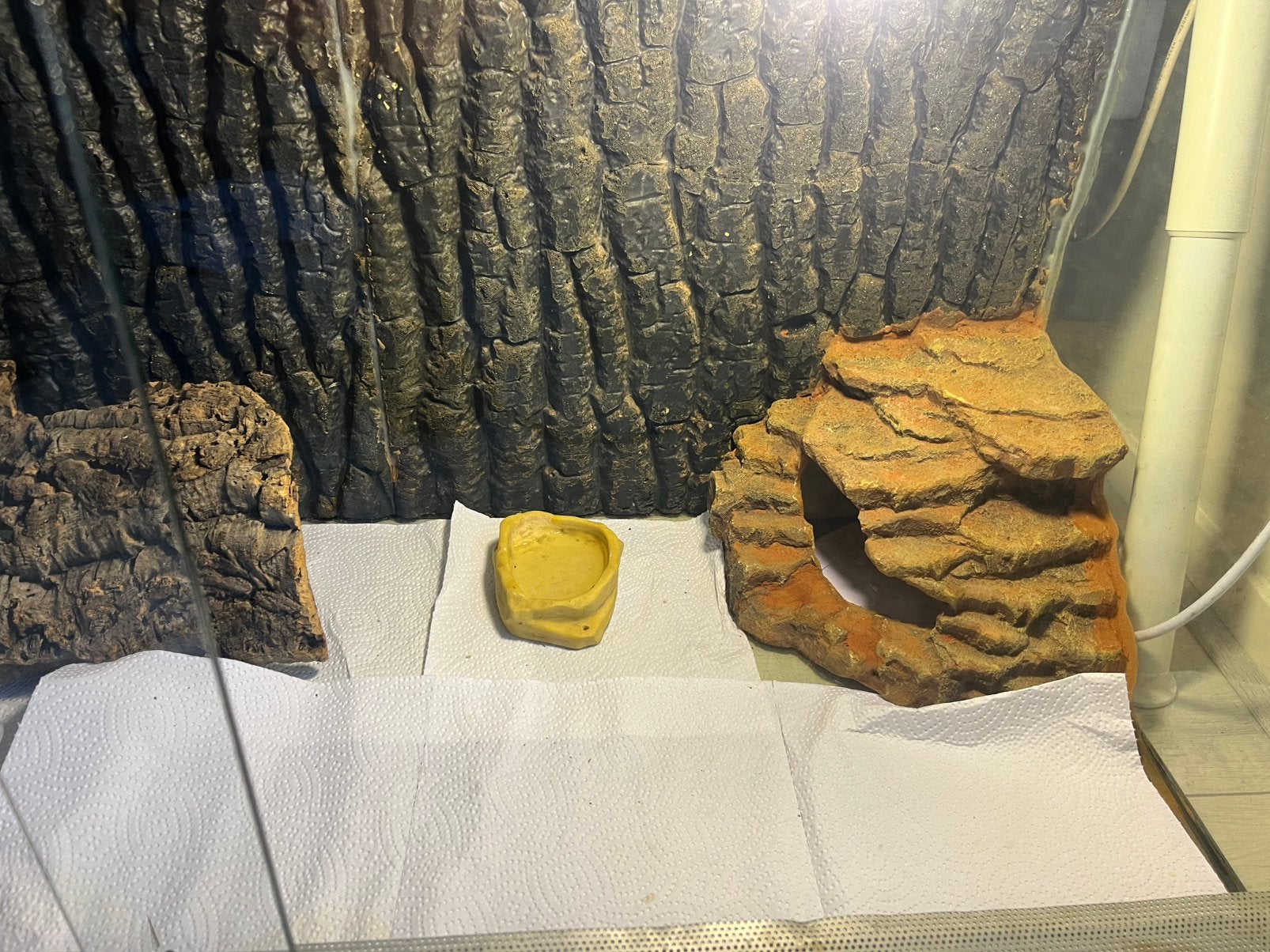 Koppel luipaard gekko’s + compleet terrarium Leopard Gecko photo 10