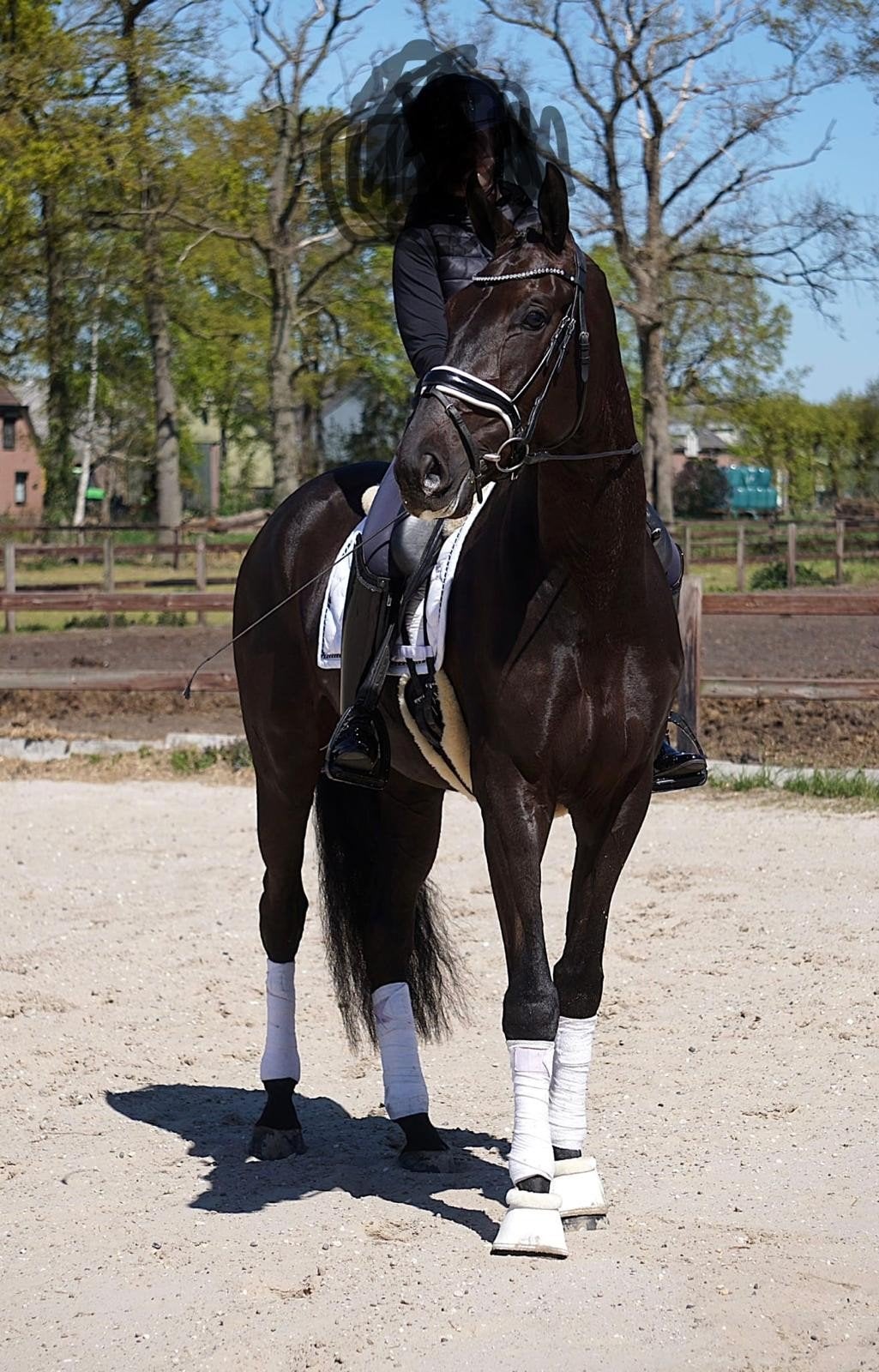 super lieve ruin te koop, Dieren en Toebehoren, B, Ruin, Dressuurpaard, 170 tot 175 cm