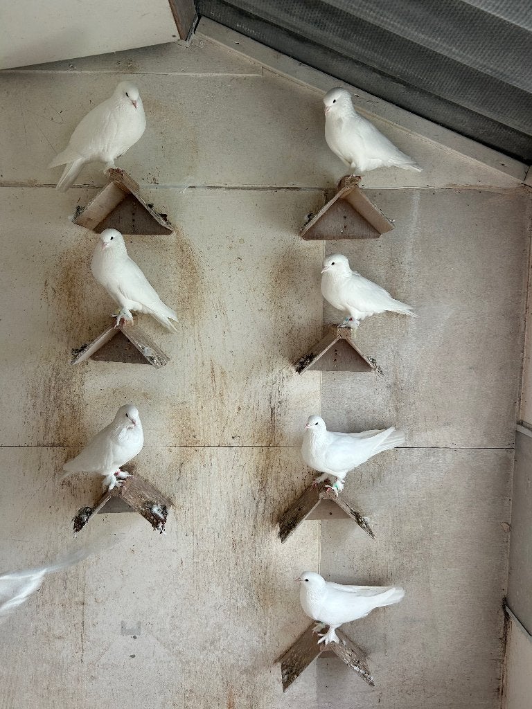 Takla musol duiven, Dieren en Toebehoren, Meerdere dieren, Tuimelaar of Roller