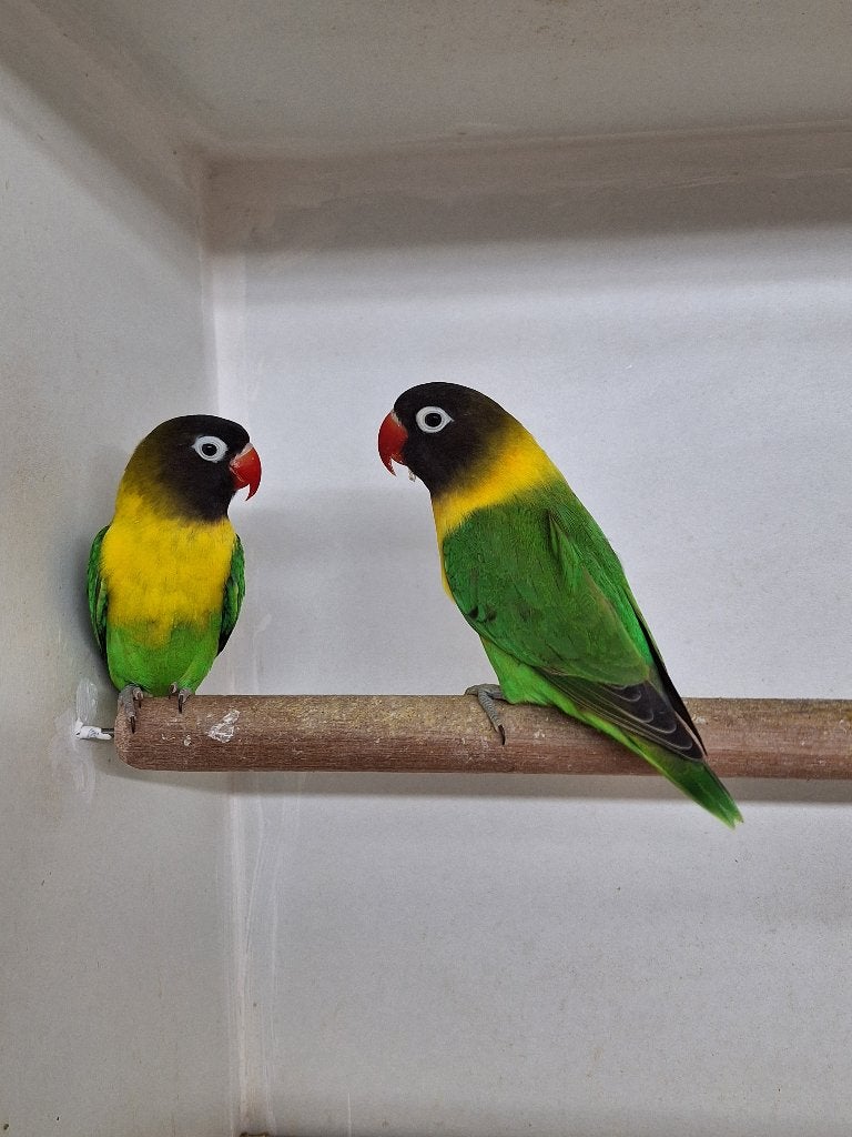 Agapornis Personata's, Meerdere dieren, Dwergpapegaai of Agapornis, Geringd