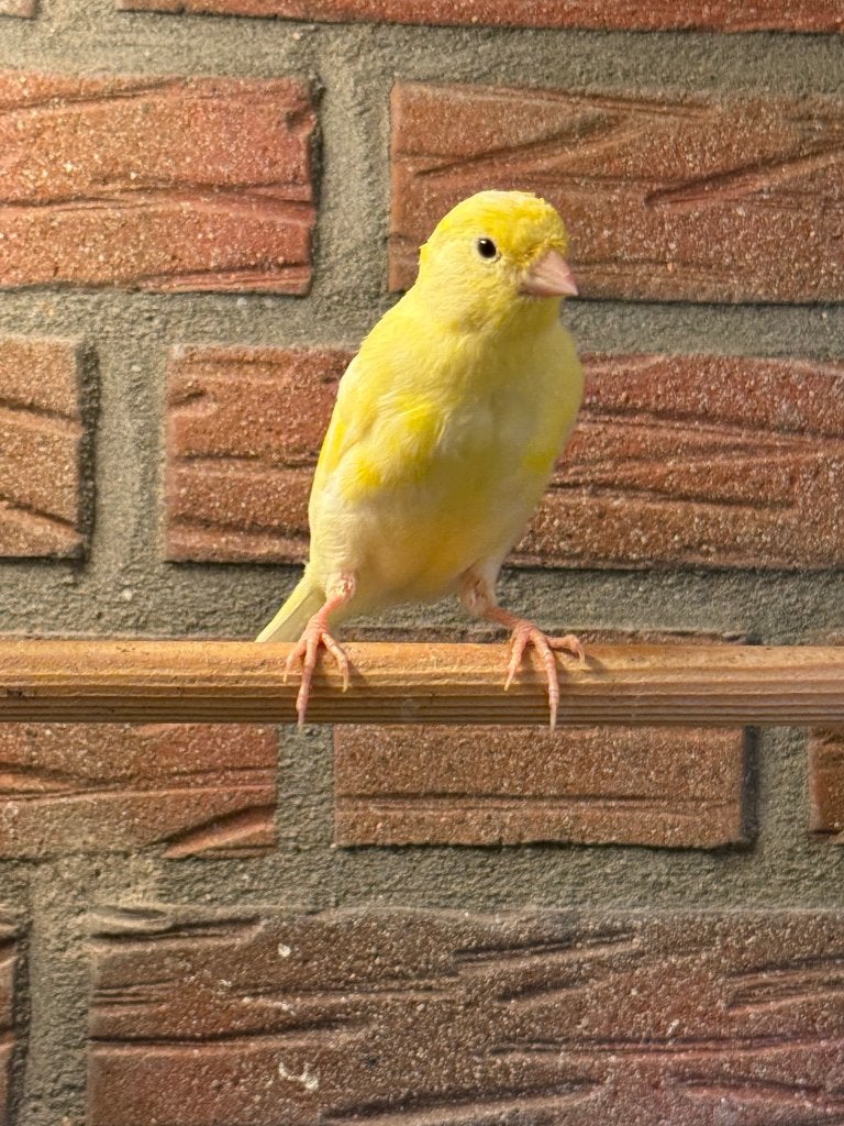 2 goudgele Isabel kanaries te koop, Meerdere dieren, Kleurkanarie